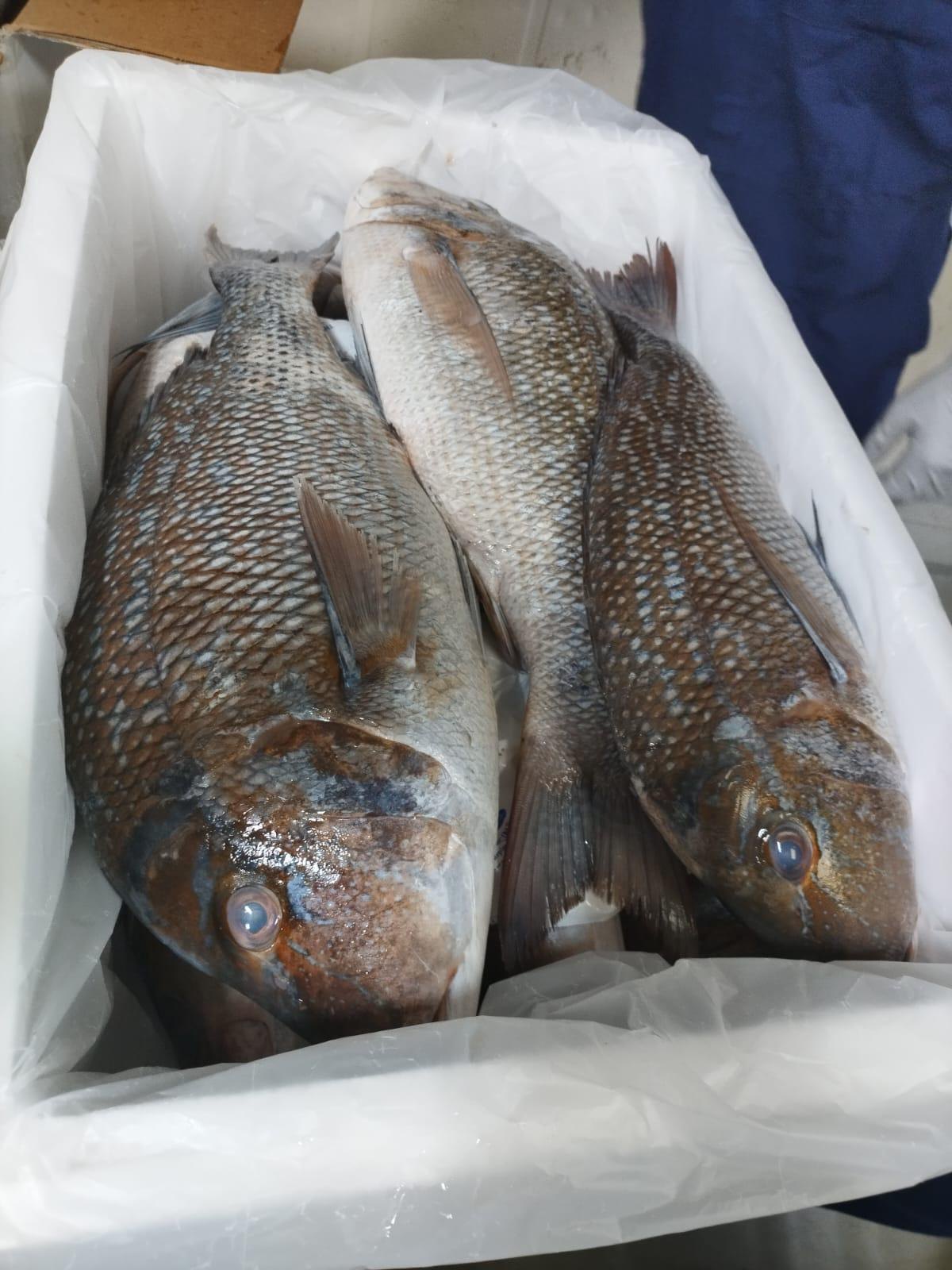 Fresh fisheries